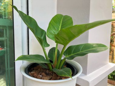Her zaman yeşil olan büyük yaprakları kapayın. Süslü ev girişi için beyaz tencereye ekin.
