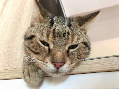 Tembel uykucu genç Amerikan Shorthair 'in evini kapatın.