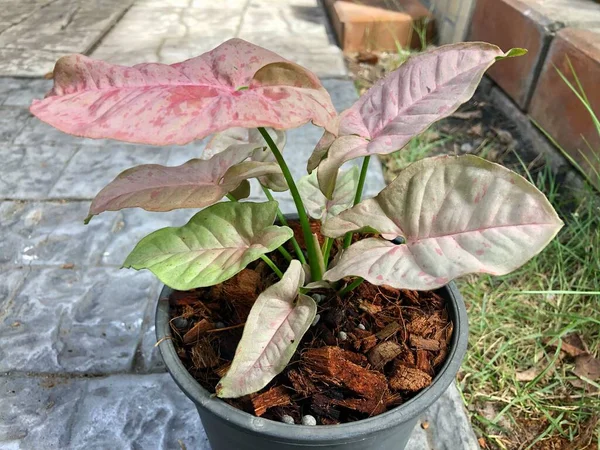 Tilikan Atas Fokus Selektif Pink Syngonium Dalam Pot Untuk Dekorasi Stok Gambar Bebas Royalti