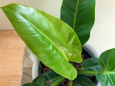 Ev dekorasyonu için saksıdaki parlak yeşil yaprak bitkisini kapat.