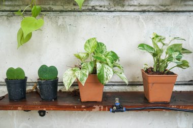 Küçük yeşil Şeytan sarmaşığı ve sulu bitkiler yaz mevsiminde evdeki bahçeyi süslemek için saksıda yetişir.