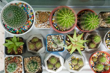 Cam evdeki sulu yeşil kaktüslerin üst görüntüsü 