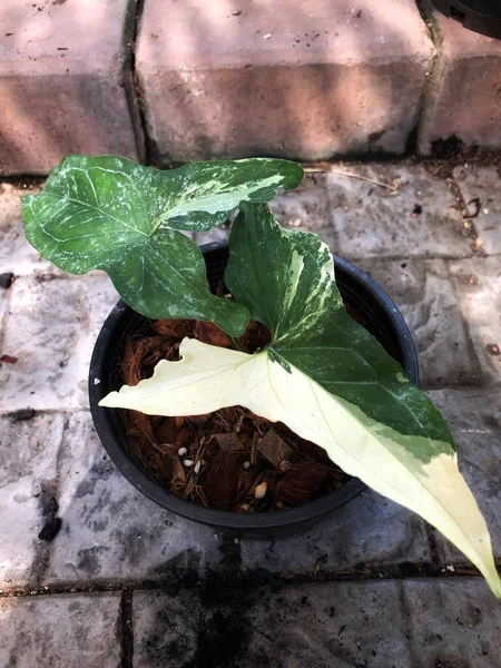 flat lay potted green Syngonium podophyllum Variegeted grow in garden flower pot in summer time