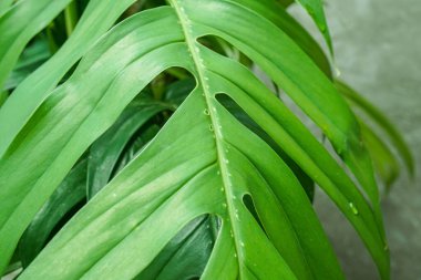 Yazın yeşil Philodendron yapraklarını kapat