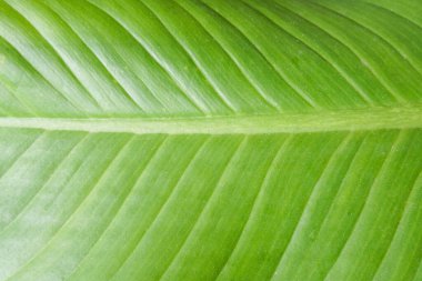 Yazın düz yeşil yaprak ve şerit desenli