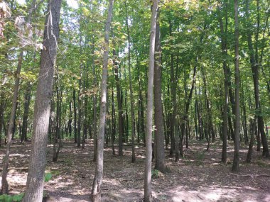 Forest Yolu. Yaz ormanındaki yol..