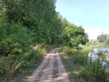 Forest Yolu. Yaz ormanındaki yol..