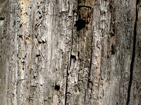 배경으로 사용 된 오래 된 통나무 판자. — 스톡 사진