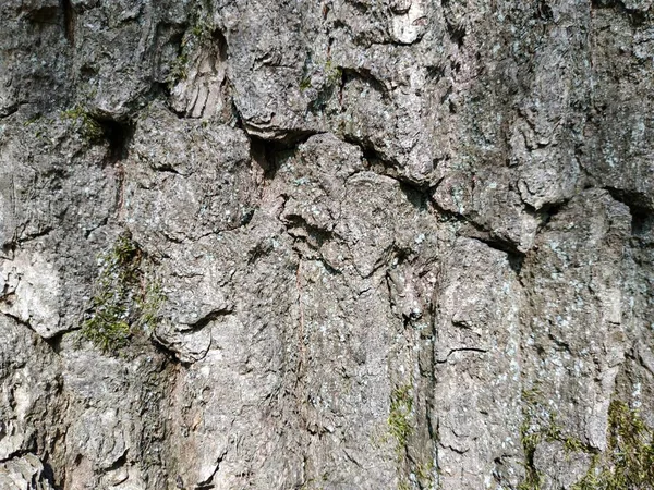 Alte Grunge-Holzpaneele als Hintergrund. — Stockfoto