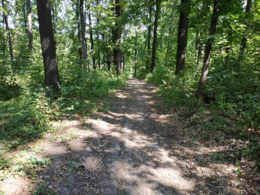 Forest Yolu. Yaz ormanındaki yol..