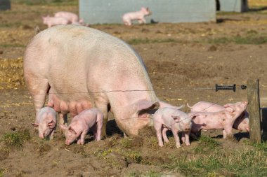 Evcil domuzlar için tipik bir doğa manzarası.