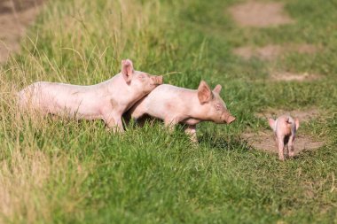Yeşil bir çayırda domuzcuk oynuyorlar.