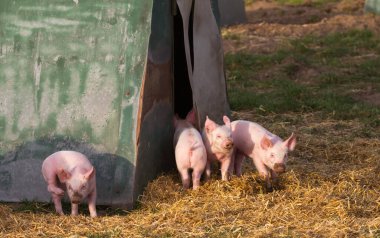Yavru domuzlar boş alandaki ahırlarının önünde.
