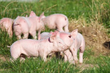 Kardeşleriyle birlikte küçük bir domuz.