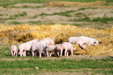 Açık hava üreme alanlarında pipetle oynayan ve keşfeden sevimli bir grup domuz yavrusu.