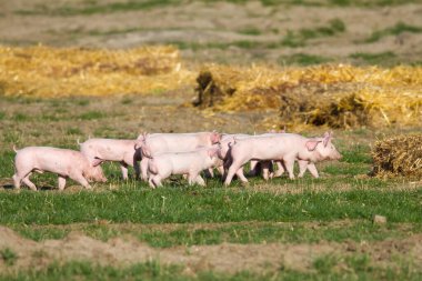 Genç domuzlar bir sıra samana doğru yürüyorlar.