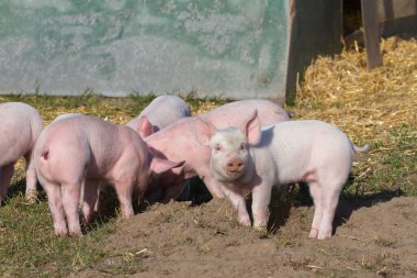 Domuzcuklar ahırlarının önünde güneşin altında oynuyorlar.