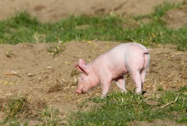 Domuzcuk bir tarlada yalnız.