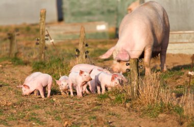 Domuzcuklar çitin dışında yürüyorlar.