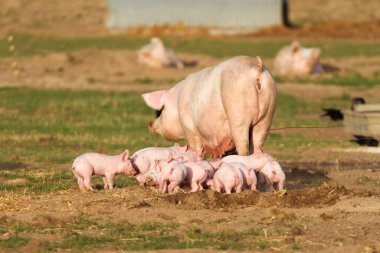 Türlere uygun açık evlerde yaşayan domuz ailesi.