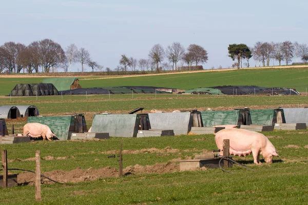 Pig farming in large rural areas