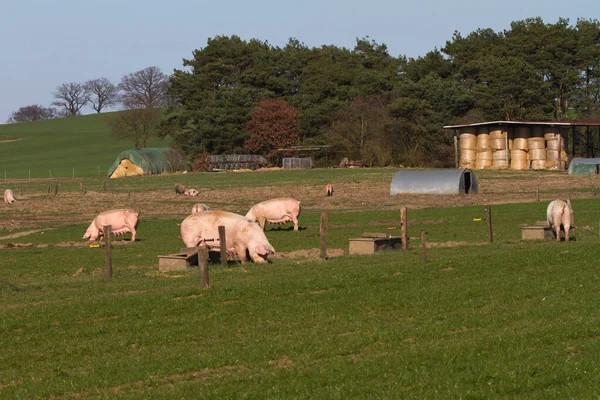 Cría Cerdos Agricultura Ecológica —  Fotos de Stock