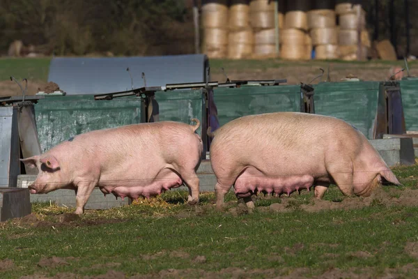 Modern, species-appropriate pig breeding in the open