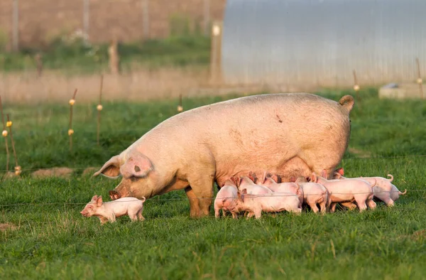 Piglets Press Mother Suckle — Stock Photo, Image