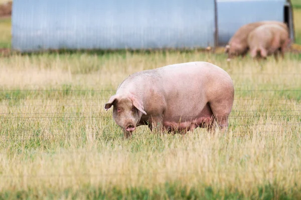 Dişi üreme, serbest çiftlikte domuz yetiştirir.