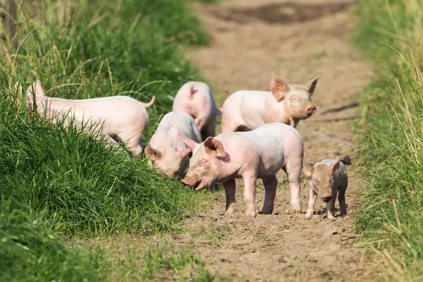 Leitões Saudáveis Uma Fazenda Livre Desfrutar Sua Liberdade Fazer Que — Fotografia de Stock