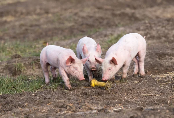 Tre Maialini Azienda Biologica Sono Interessati Isolante Corrente — Foto Stock