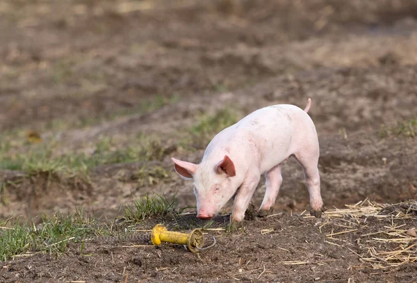 Curioso Lechón Gestión Libre Alcance Enfoques Aislante Actual — Foto de Stock