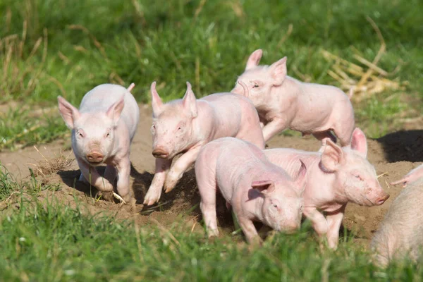 Çayırda domuzcuk oynuyorlar.