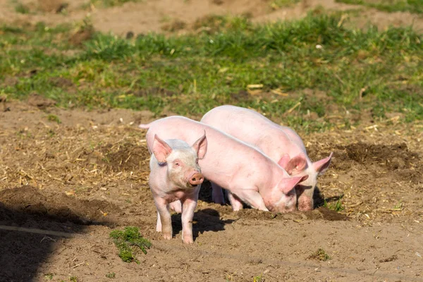 Cerdos Madrigueros Gestión Zonas Francas — Foto de Stock