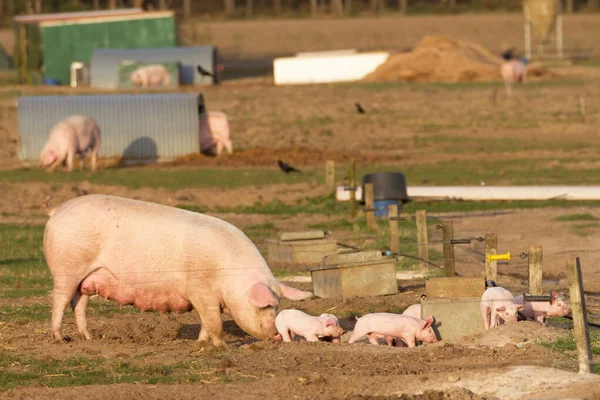 Porcs Reproducteurs Avec Quelques Porcelets — Photo