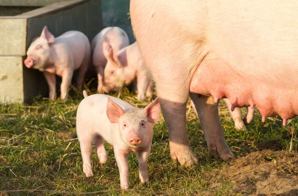 Güzel domuzcuk, dişi domuz ve kardeşleriyle birlikte.