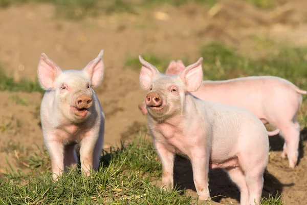 Two Splendid Piglets Field Good Mood — Stock Photo, Image
