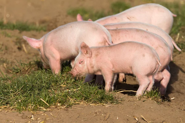 Cerdito Ecológico Aspecto Descarado Tierra Abierta — Foto de Stock