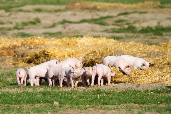 Açık hava üreme alanlarında pipetle oynayan ve keşfeden sevimli bir grup domuz yavrusu.