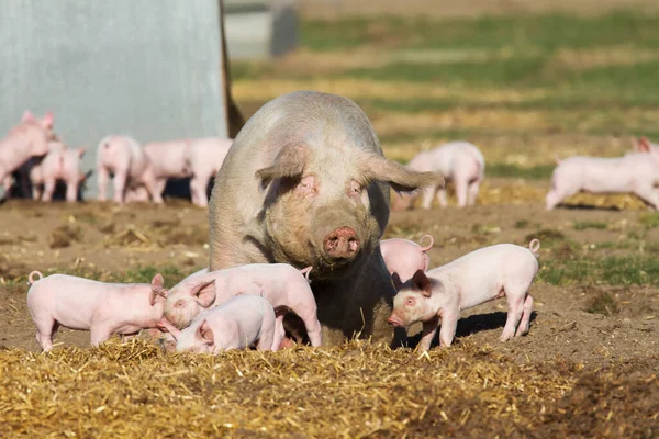 在户外农场用小猪繁殖母猪 — 图库照片
