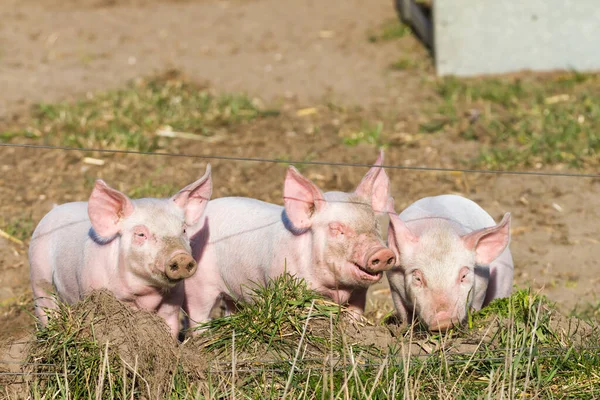 Genç domuzlar çitlerinin önünde