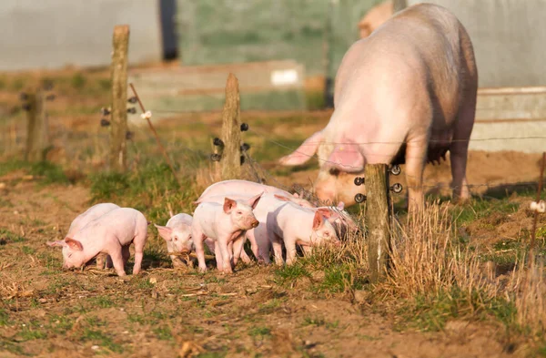 Domuzcuklar çitin dışında yürüyorlar.