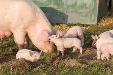 Domuzlarıyla birlikte bir barınağın önünde oynayıp kokluyor.