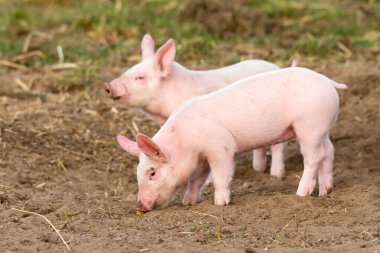Tatlı domuzcuk patatesi merak içinde kokluyor.