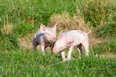 Organik çiftlikte domuzculuk oynuyorlar.