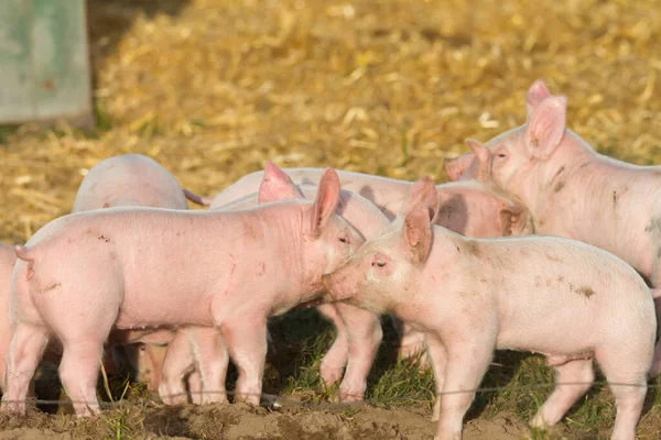 Group Young Piglets Free Range — Stock Photo, Image