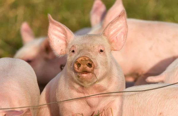 Kendine güvenen domuz yavrusu serbest tarım yönetiminde