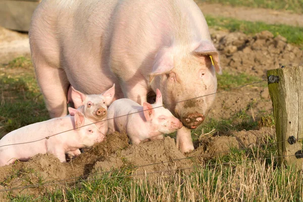 带着三只可爱小猪自由放养的繁殖母猪 — 图库照片