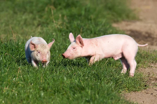 Mutlu domuzcuklar serbest alanda