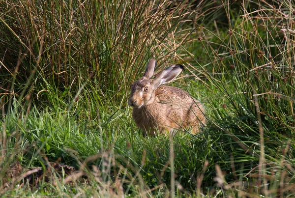 Jeune Lièvre Dans Pré Humide Avec Hautes Joncs — Photo